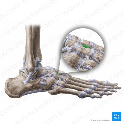 Ligamentum intercuneiforme dorsale (Rückseitiges Zwischenkeilbeinband); Bild: Liene Znotina