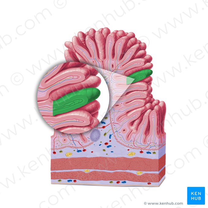 Vellosidad intestinal (Villus intestinalis); Imagen: Paul Kim