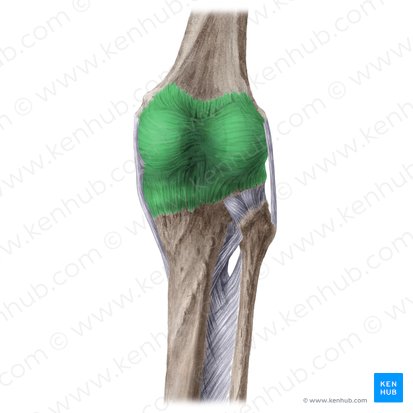 Articular capsule (Capsula articularis); Image: Liene Znotina