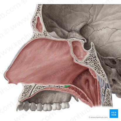 Posterior nasal spine of palatine bone (Spina nasalis posterior ossis palatini); Image: Yousun Koh