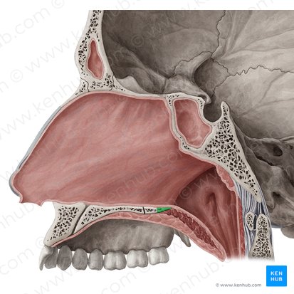 Espina nasal posterior del hueso palatino (Spina nasalis posterior ossis palatini); Imagen: Yousun Koh