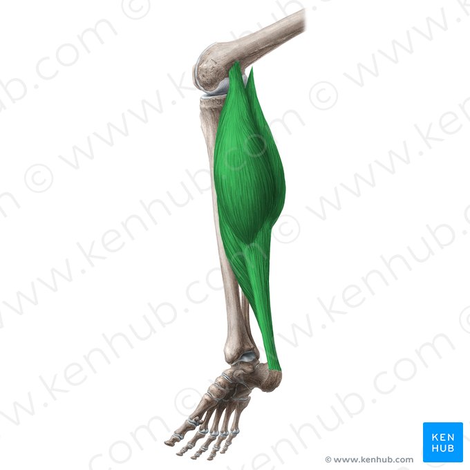 Musculus triceps surae (Dreiköpfiger Wadenmuskel); Bild: Liene Znotina
