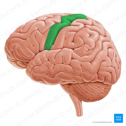 Gyrus precentralis (Vordere Zentralwindung); Bild: Paul Kim