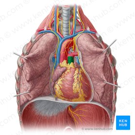 Truncus pulmonalis (Lungenstamm); Bild: Yousun Koh
