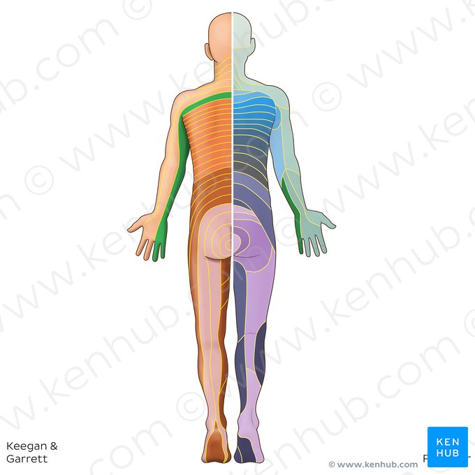 C8 dermatome (Dermatoma C8); Image: Irina Münstermann