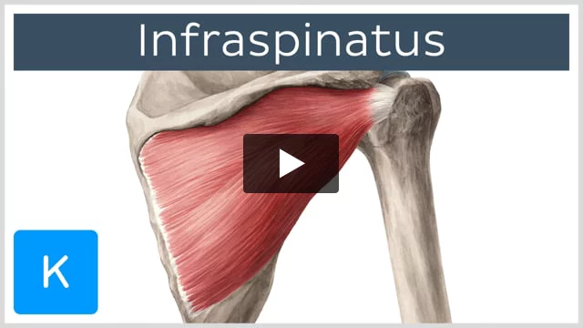 Rotator cuff hotsell muscles actions