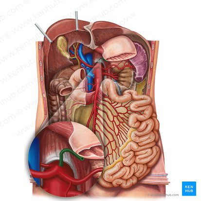 Arteria gástrica izquierda (Arteria gastrica sinistra); Imagen: Irina Münstermann