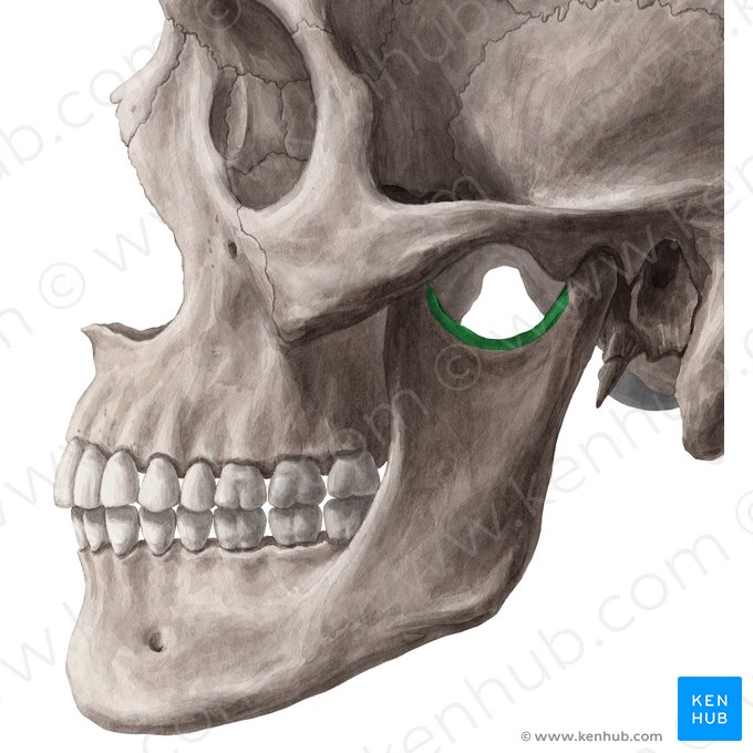 Mandibular notch (Incisura mandibulae); Image: Yousun Koh