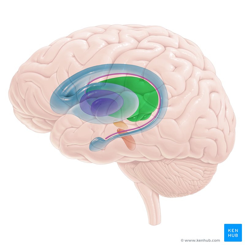 Thalamus - lateral-left view