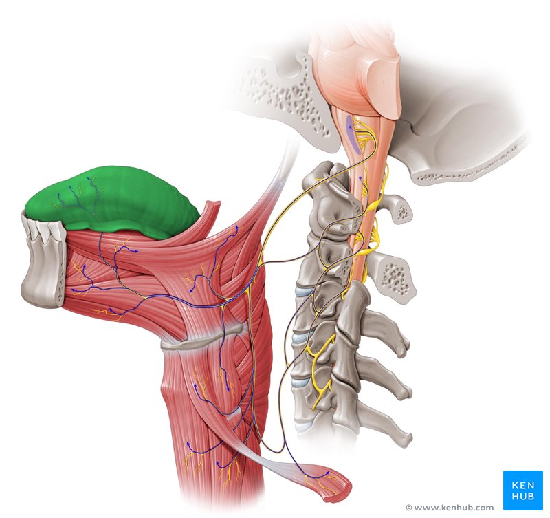 Zunge (Lingua) - Anatomie - Kenhub
