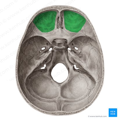 Superior surface of orbital plate of frontal bone (Facies superior laminae orbitalis ossis frontalis); Image: Yousun Koh