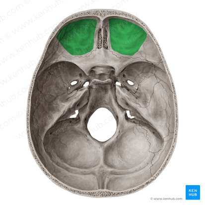 Superior surface of orbital plate of frontal bone (Facies superior laminae orbitalis ossis frontalis); Image: Yousun Koh