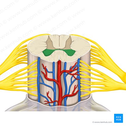 Anterior horn of spinal cord (Cornu anterius medullae spinalis); Image: Rebecca Betts