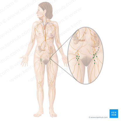 Superficial inguinal lymph nodes (Nodi lymphoidei inguinales superficiales); Image: Begoña Rodriguez