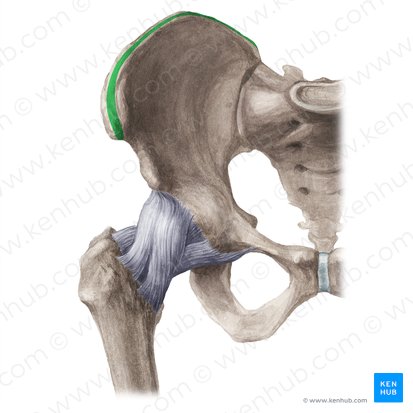 Intermediate zone of iliac crest (Linea intermedia cristae iliacae); Image: Liene Znotina