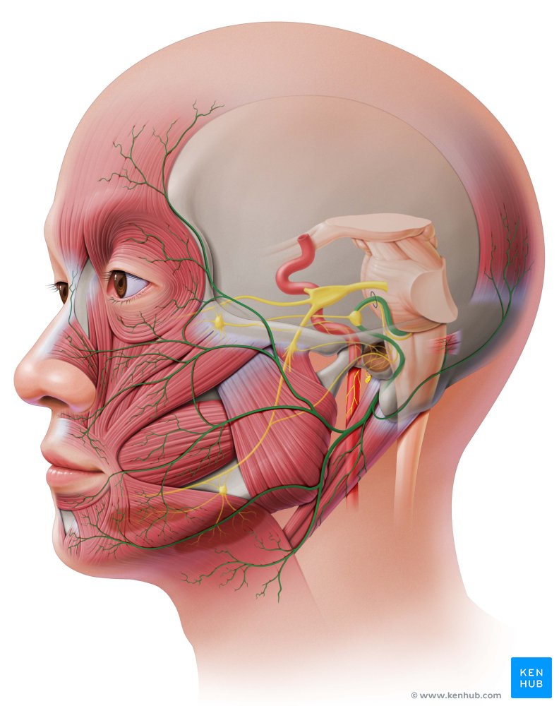 Facial nerve: Lateral view