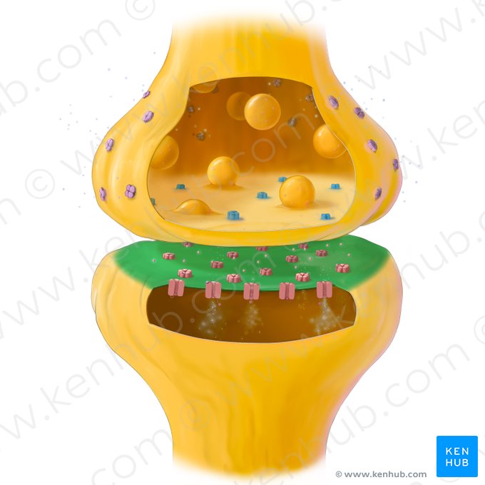 Postsynaptic membrane (Membrana postsynaptica); Image: Tal Bavli Ziv