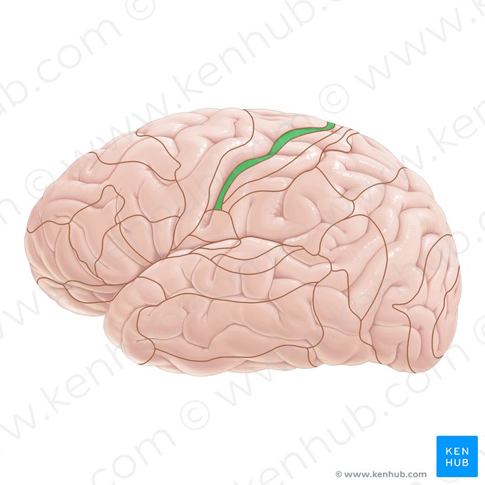 Área 3 de Brodmann (Area Brodmann 3); Imagem: Paul Kim