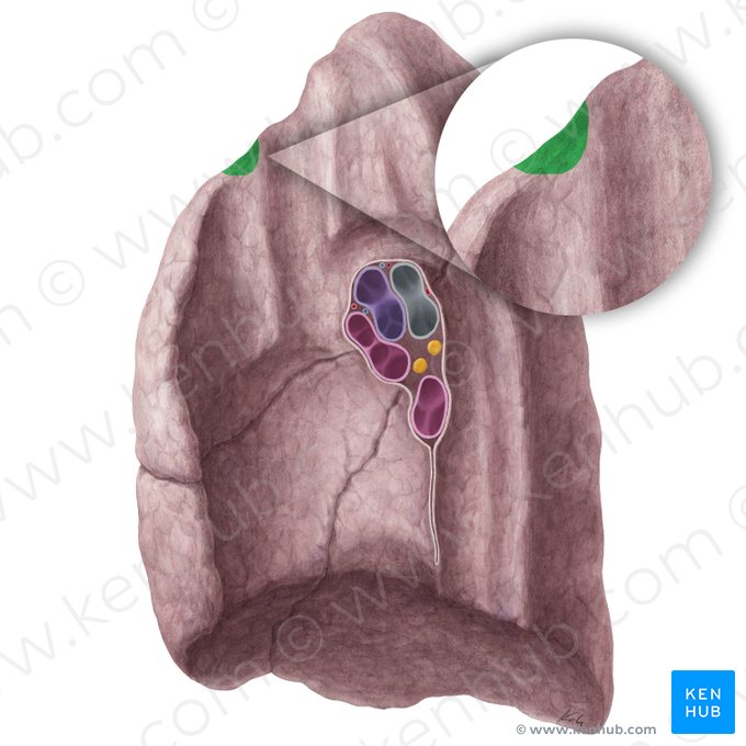 Impression for 1st rib of right lung (Impressio costae primae pulmonis dextri); Image: Yousun Koh