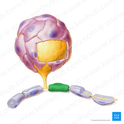 Schwann cell (Schwannocytus); Image: Paul Kim