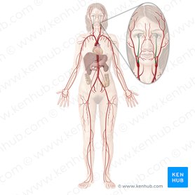 Internal carotid artery: Anatomy, segments and branches | Kenhub