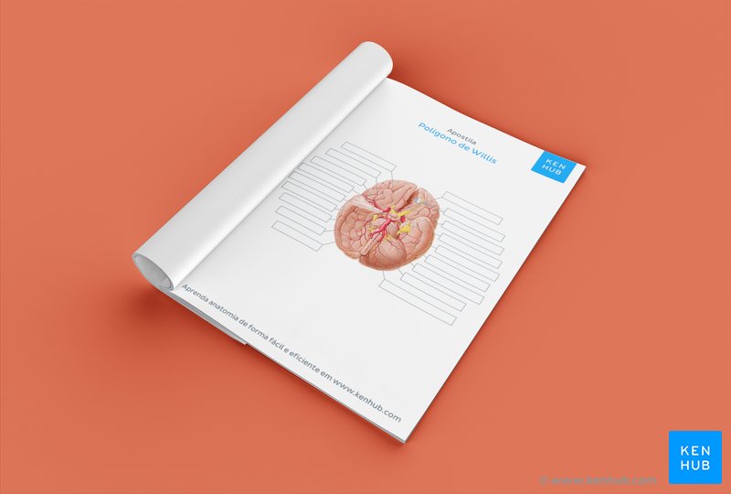 Teste o seu conhecimento sobre o polígono de Willis com o nosso diagrama sem respostas (download abaixo!)