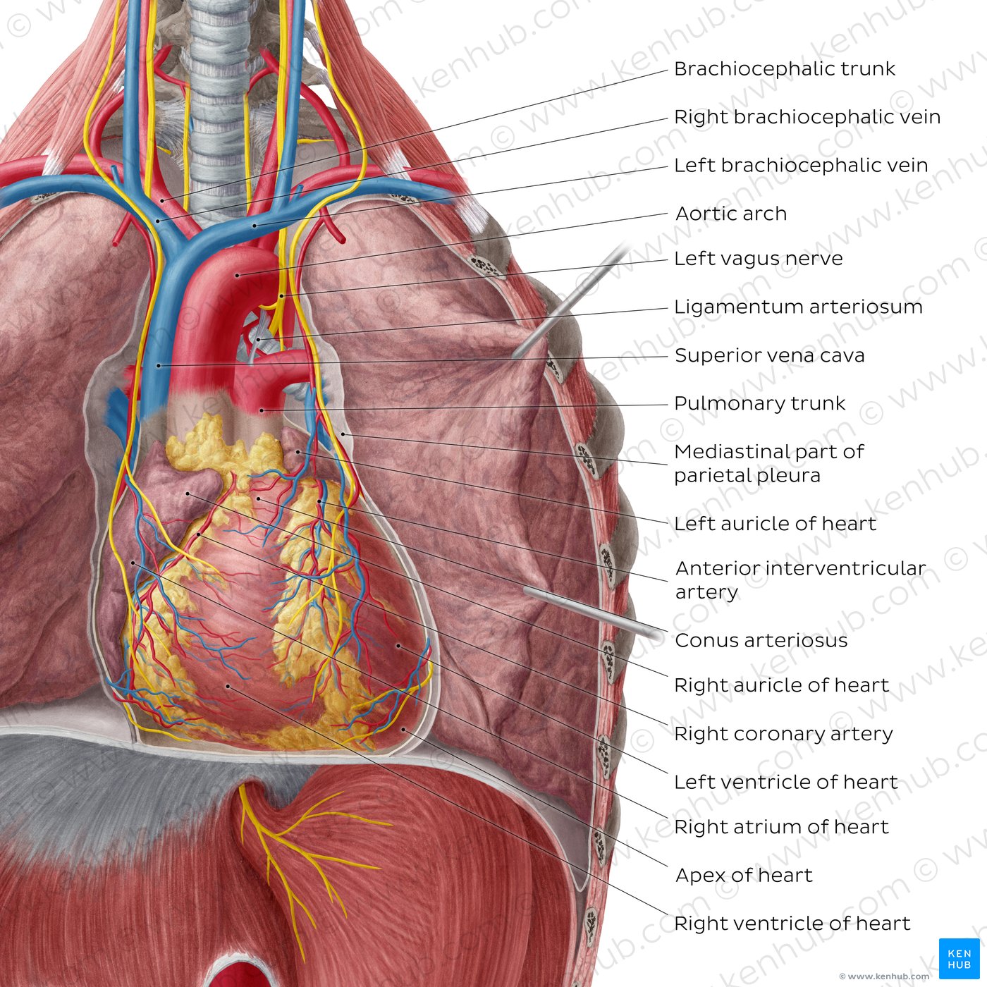 Normal female anatomy of the chest (thoracic) cavity and lungs