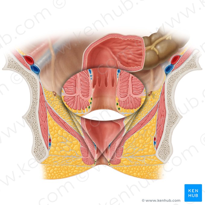 Plexo venoso rectal externo (Plexus venosus rectalis externus); Imagen: Samantha Zimmerman