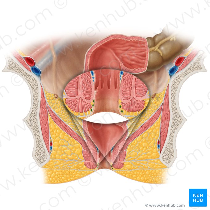 Plexus veineux anorectal externe (Plexus venosus rectalis externus); Image : Samantha Zimmerman