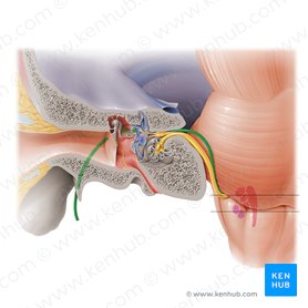 Facial nerve: Origin, function, branches and anatomy | Kenhub