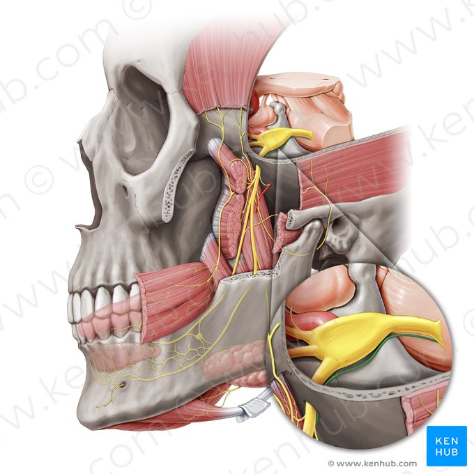 Motor root of trigeminal nerve (Radix motoria nervi trigemini); Image: Paul Kim