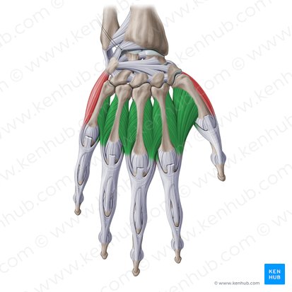 Dorsal interossei muscles of hand (Musculi interossei dorsales manus); Image: Paul Kim