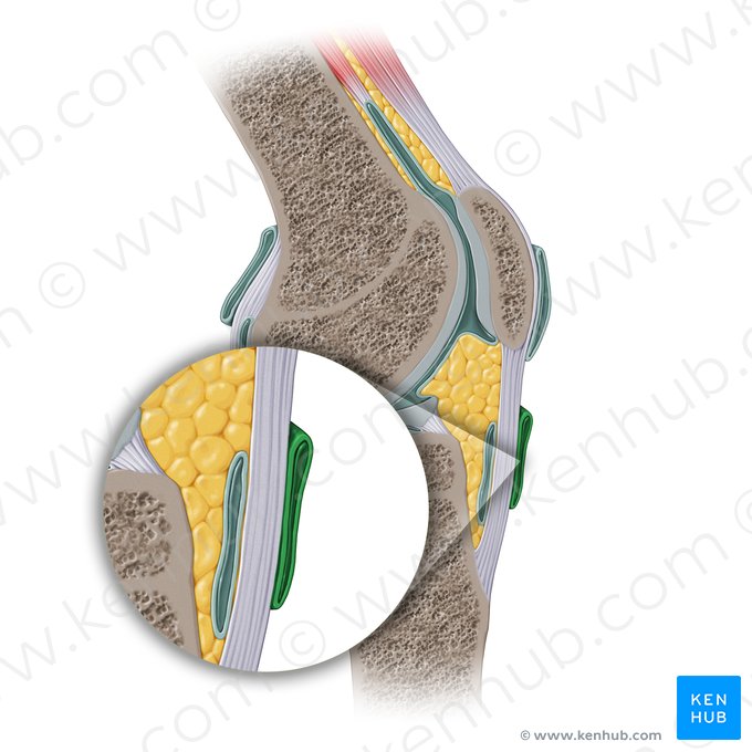 Bursa subcutánea infrapatelar (Bursa subcutanea infrapatellaris); Imagen: Paul Kim