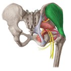 Gluteus medius muscle