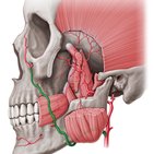 Superficial arteries and veins of the face and scalp