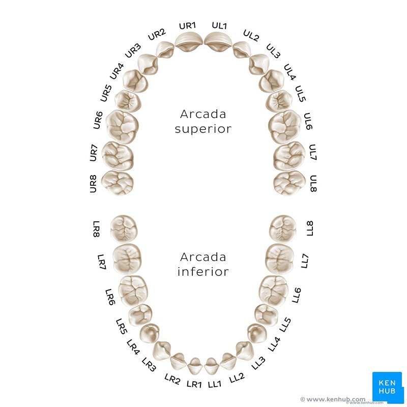 Nomes dos dentes - Sistema de notação alfanumérico
