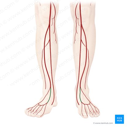 Dorsalis pedis artery (Arteria dorsalis pedis); Image: Begoña Rodriguez