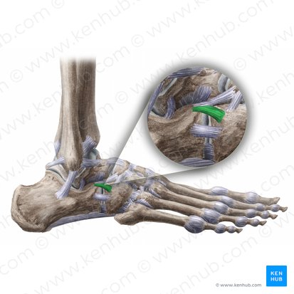 Ligamentum calcaneocuboideum (Fersenbein-Würfelbein-Band); Bild: Liene Znotina