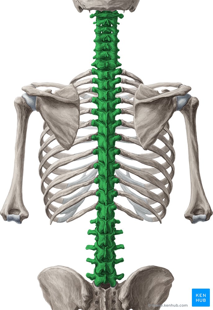 Vertebral column - posterior view