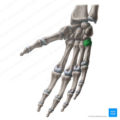 Base of 5th metacarpal bone (Basis ossis metacarpi 5); Image: Yousun Koh