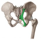 Sacrotuberous ligament