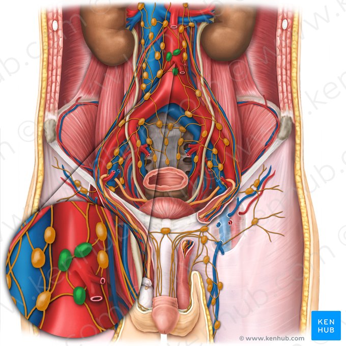 Linfonodos pré-aórticos (Nodi lymphoidei preaortici); Imagem: Esther Gollan