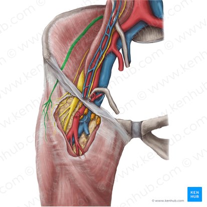 Nervio cutáneo lateral del muslo (Nervus cutaneus lateralis femoris); Imagen: Hannah Ely