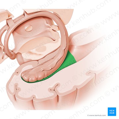 Asta temporal del ventrículo lateral (Cornu temporale ventriculi lateralis); Imagen: Paul Kim