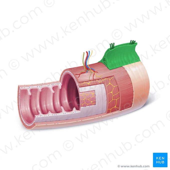 Mesentério (Mesenterium); Imagem: Paul Kim