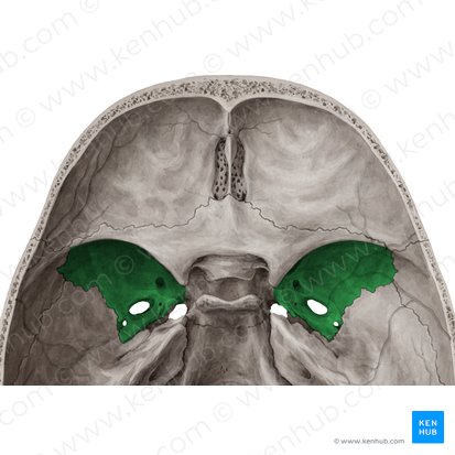 Greater wing of sphenoid bone (Ala major ossis sphenoidalis); Image: Yousun Koh