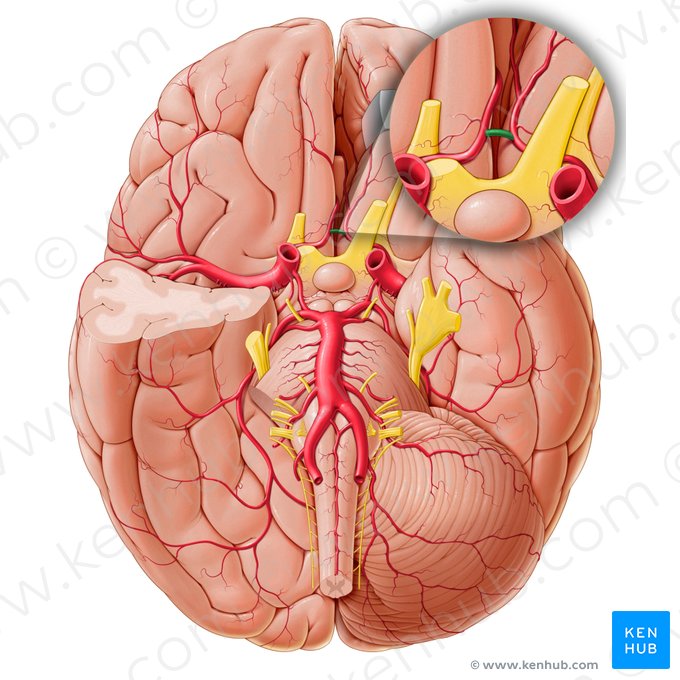 Anterior communicating artery (Arteria communicans anterior); Image: Paul Kim