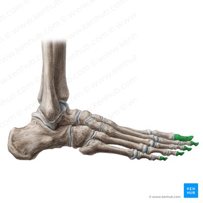Phalanges distales pedis (Endglieder der Zehen); Bild: Liene Znotina