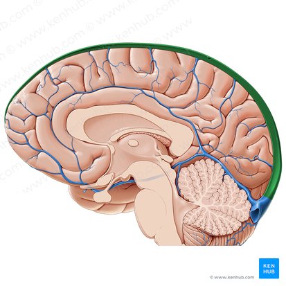 Sinus sagittalis superior (Oberer Pfeilblutleiter); Bild: Paul Kim