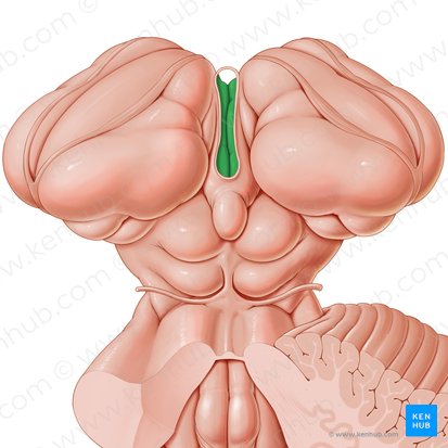 Ventriculus tertius (Dritter Ventrikel); Bild: Paul Kim